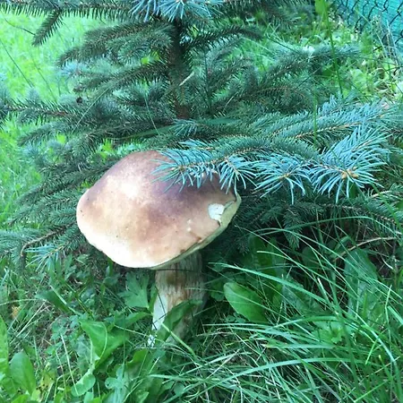 Vakantiehuis Stolove Chatki *