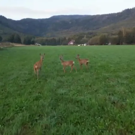 Stolove Chatki * Radkow