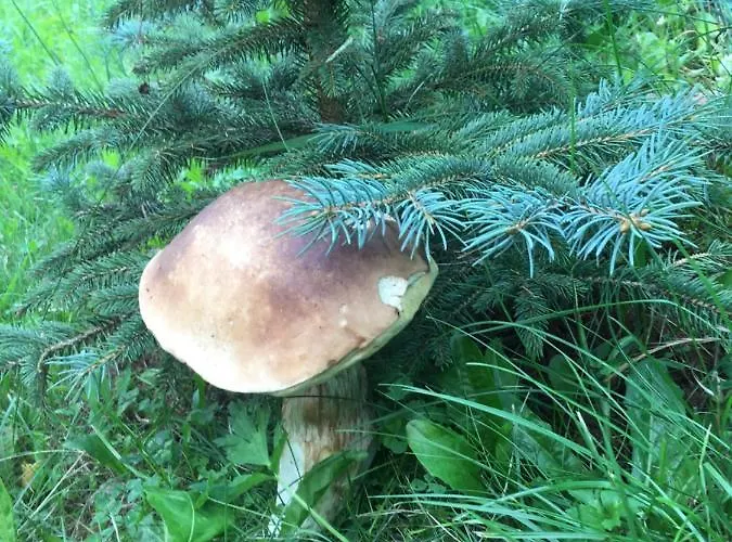 Casa de Férias Stolove Chatki *