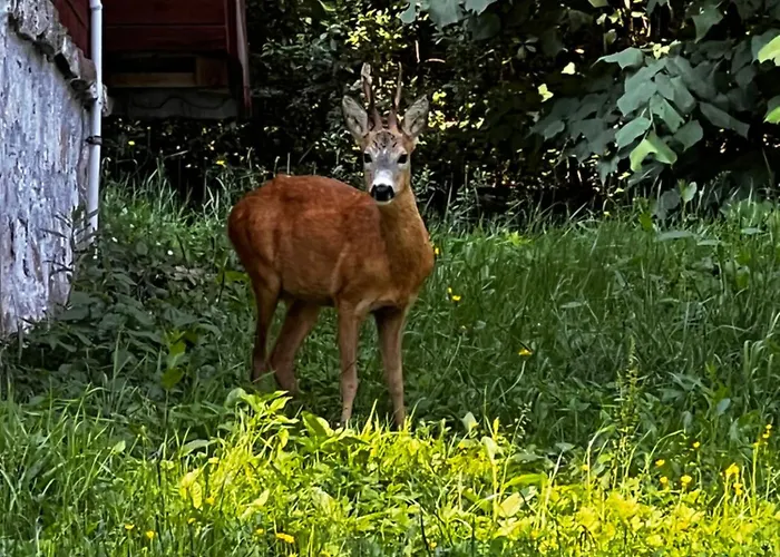 Stolove Chatki * Radkow